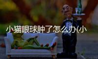 小貓眼球腫了怎么辦(小貓眼腫了怎么回事)