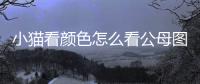小貓看顏色怎么看公母圖片？小貓看顏色怎么看公母啊