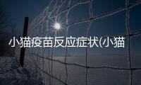 小貓疫苗反應癥狀(小貓疫苗反應嚴重怎么治療)