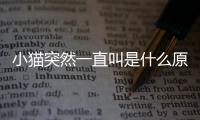 小貓突然一直叫是什么原因(小貓突然一直叫,很不安)