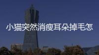 小貓突然消瘦耳朵掉毛怎么回事？小貓突然消瘦耳朵掉毛怎么辦