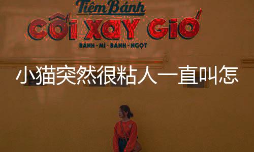 小貓突然很粘人一直叫怎么回事？小貓突然很粘人愛叫喚
