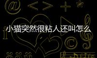小貓突然很粘人還叫怎么回事？小貓突然特別粘人還叫