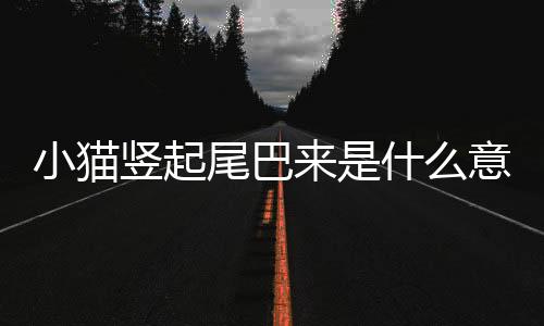 小貓豎起尾巴來(lái)是什么意思(小貓豎起尾巴弓著背在你旁邊)