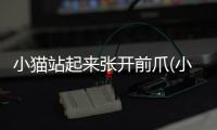 小貓站起來(lái)張開(kāi)前爪(小貓站起來(lái)張開(kāi)前爪表情包)