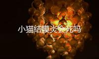 小貓結(jié)膜炎會死嗎