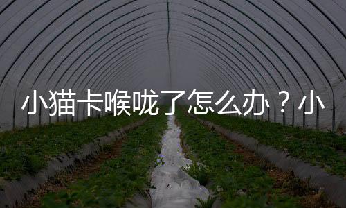 小貓卡喉嚨了怎么辦？小貓卡喉嚨了一樣