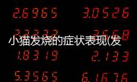 小貓發燒的癥狀表現(發低燒有啥癥狀)