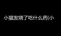 小貓發燒了吃什么藥(小貓發燒怎么辦怎樣退燒快)