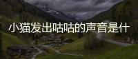 小貓發(fā)出咕咕的聲音是什么意思？小貓發(fā)出咕咕的聲音是怎么回事