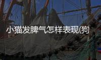 小貓發(fā)脾氣怎樣表現(xiàn)(狗狗發(fā)脾氣的表現(xiàn))