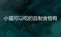 小貓可以吃的自制食物有哪些？小貓可以吃的自制食物大全