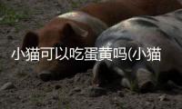 小貓可以吃蛋黃嗎(小貓多大可以吃蛋黃)