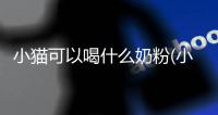 小貓可以喝什么奶粉(小貓喝涼奶粉會(huì)怎么樣)