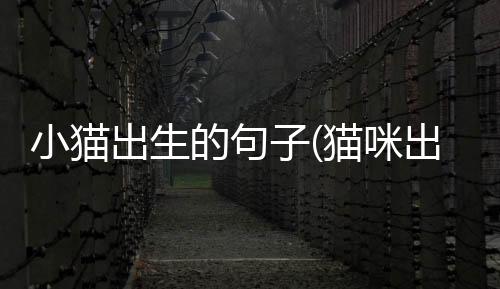 小貓出生的句子(貓咪出生發(fā)朋友圈的話)