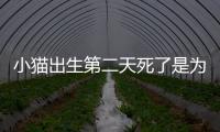 小貓出生第二天死了是為什么？小貓出生第二天死了還有救嗎