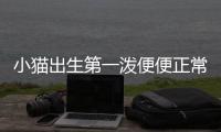 小貓出生第一潑便便正常嗎？剛出生的小貓第一次排便