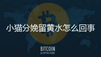小貓分娩留黃水怎么回事？貓生產(chǎn)流黃水