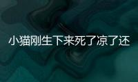 小貓剛生下來死了涼了還可以救活嗎？小貓剛生下來死了什么原因