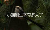 小貓剛生下有多大了