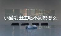 小貓剛出生吃不到奶怎么辦(小貓出生吃不到奶怎么辦)