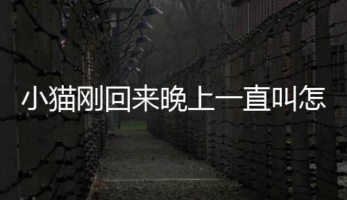 小貓剛回來晚上一直叫怎么回事？小貓剛回來晚上一直叫是為什么