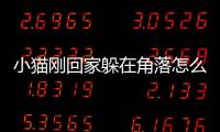 小貓剛回家躲在角落怎么辦(小貓剛回家能洗澡嗎)