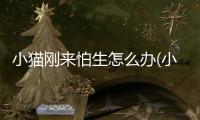 小貓剛來怕生怎么辦(小貓怕生怎么辦)