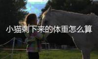 小貓剩下來的體重怎么算(小貓體重下降)