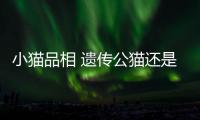小貓品相 遺傳公貓還是母貓，貓咪品相遺傳