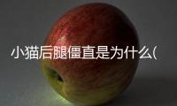 小貓后腿僵直是為什么(小貓后腿僵直起不來)