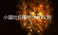 小貓吐拉稀吃什么藥(狗狗吐白沫黏液吃什么藥)