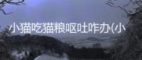 小貓吃貓糧嘔吐咋辦(小貓吃貓糧要泡軟嗎)