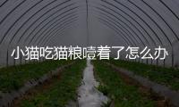 小貓吃貓糧噎著了怎么辦啊？小貓吃貓糧噎到了怎么辦