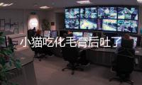 小貓吃化毛膏后吐了