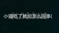 小貓吃了就拉怎么回事(小貓吃了就拉大便正常)