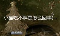 小貓吃不胖是怎么回事(小貓吃不胖怎么辦)