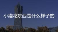 小貓吃東西是什么樣子的圖片？小貓吃食時的各種表現