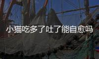 小貓吃多了吐了能自愈嗎？小貓吃多了會吐嗎怎么辦