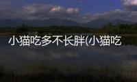 小貓吃多不長(zhǎng)胖(小貓吃多了吐了沒(méi)精神)