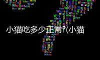 小貓吃多少正常?(小貓吃多少正常的貓糧)