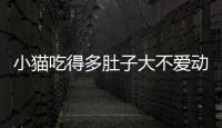 小貓吃得多肚子大不愛動,走路趴著走(小貓吃得多肚子大但不肥)