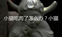 小貓吃肉了怎么辦？小貓吃肉就吐怎么回事