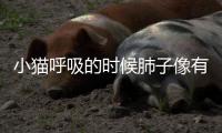 小貓呼吸的時候肺子像有痰似的(小貓感冒呼吸不暢)