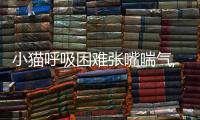 小貓呼吸困難張嘴喘氣,沒有力氣怎么辦？小貓呼吸困難好像要死了