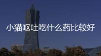 小貓嘔吐吃什么藥比較好(小貓嘔吐不吃東西沒精神怎么辦)