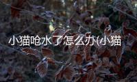 小貓嗆水了怎么辦(小貓得了貓鼻支怎么辦)