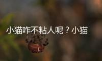小貓咋不粘人呢？小貓 不粘人