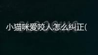 小貓咪愛咬人怎么糾正(小貓咪愛咬人怎么辦)