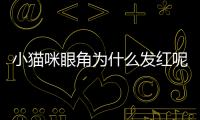 小貓咪眼角為什么發紅呢？小貓咪眼角紅紅的